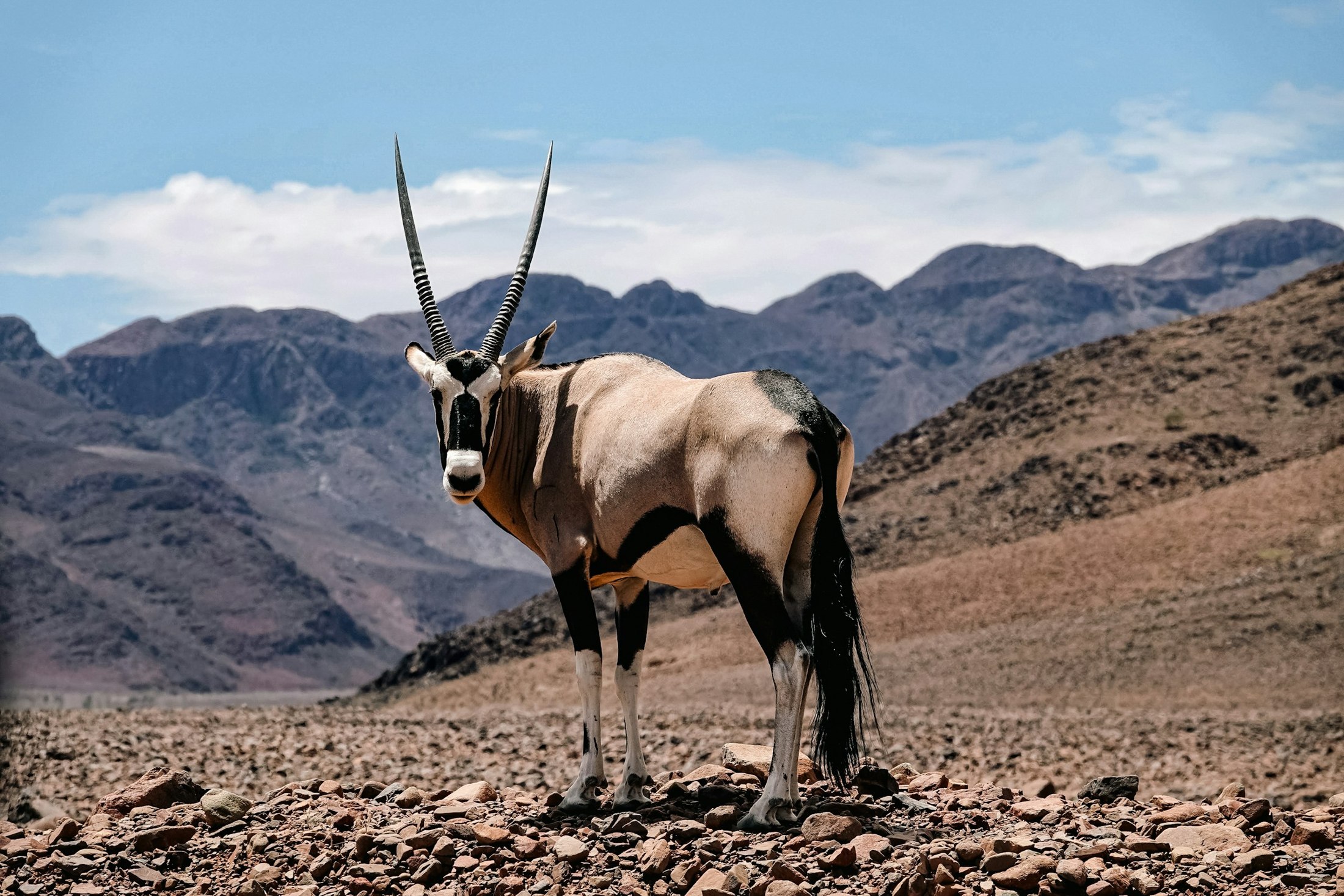 Wildlife in Namibia