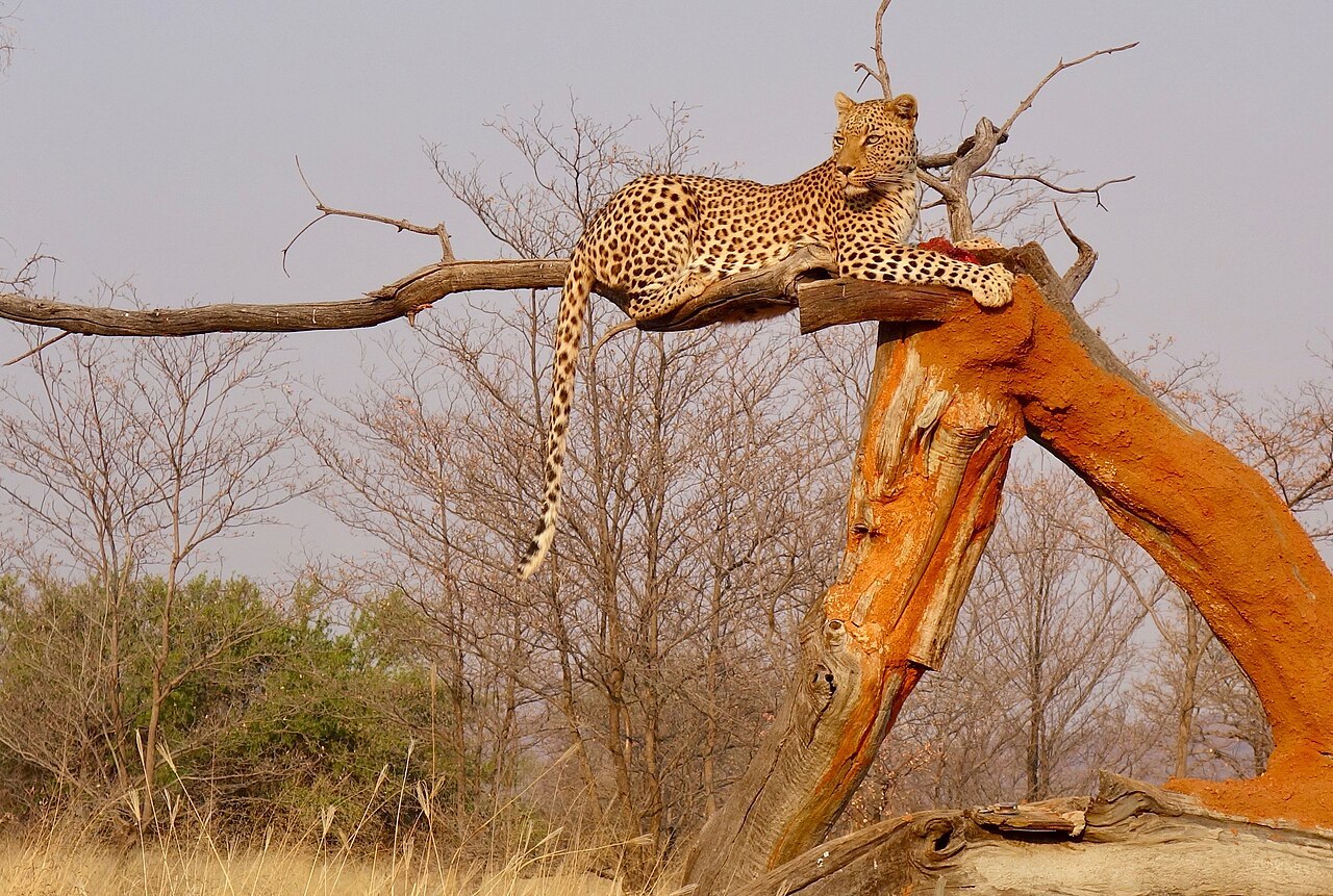 Leopard resting in a tree at Okonjima, Namibia